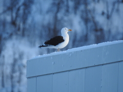 Larus marinus