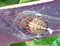 Neoscona theisi