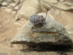 Tinganina dimorpha