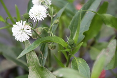 Gymnocoronis spilanthoides