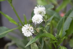 Gymnocoronis spilanthoides