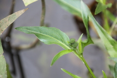 Gymnocoronis spilanthoides