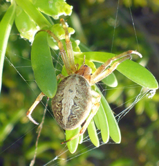 Neoscona theisi
