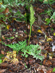 Sceptridium robustum