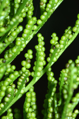 Sceptridium robustum