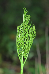 Sceptridium robustum