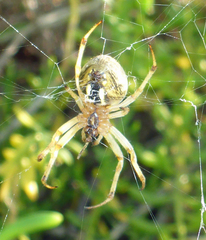 Neoscona theisi