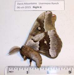 Antheraea oculea