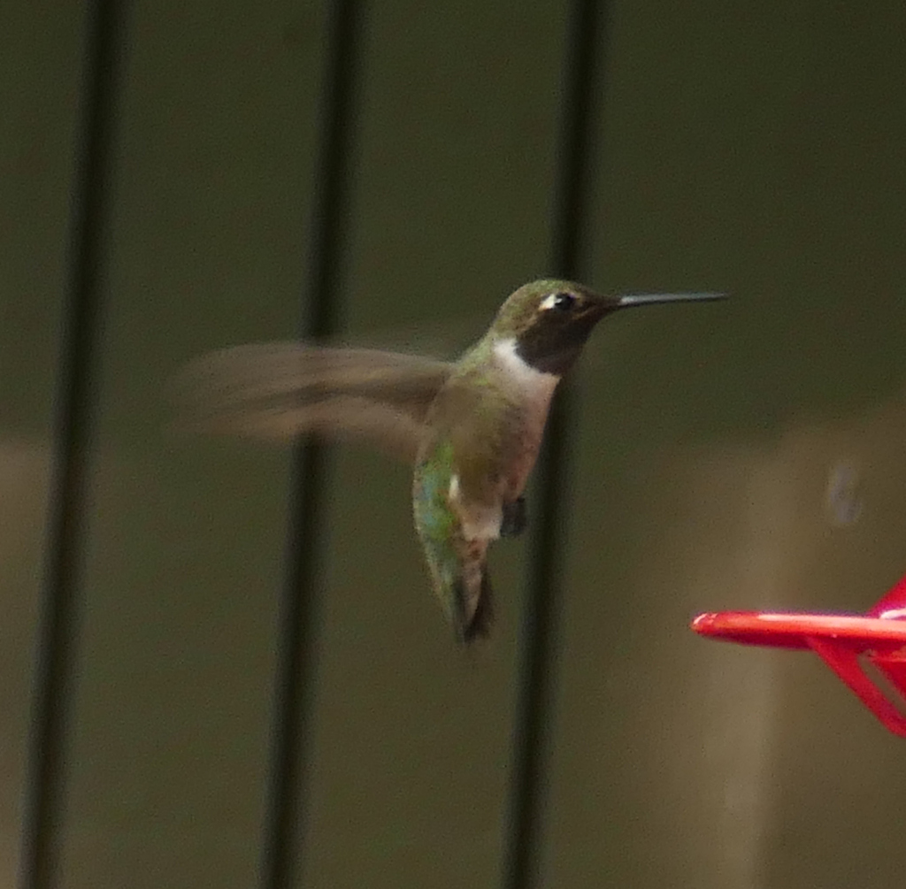 Broad-tailed Hummingbird