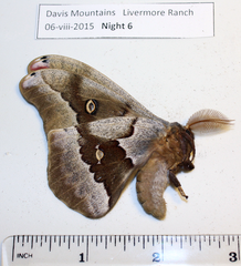 Antheraea oculea