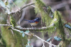 Tarsiger johnstoniae