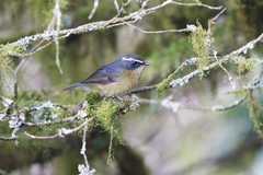 Tarsiger indicus formosanus