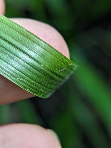 Image of Diarrhena obovata by (c) Tom Sisan, some rights reserved (CC BY-SA)