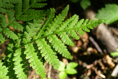 Sahashia stricta