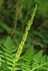 Sahashia stricta