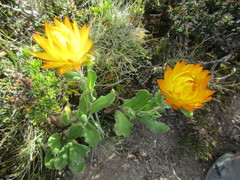Xerochrysum subundulatum