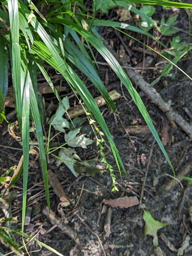 Image of Diarrhena obovata by (c) Tom Sisan, some rights reserved (CC BY-SA)