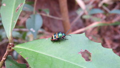 Chrysocoris fascialis