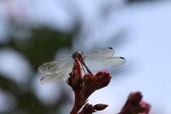 Micrathyria hypodidyma