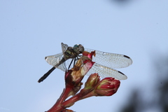 Micrathyria hypodidyma