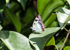 Moduza procris milonia