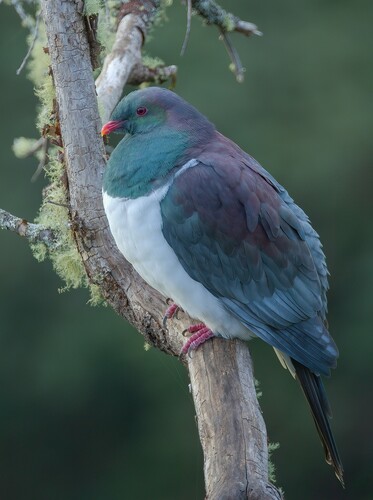 New Zealand Pigeon, photo 7 of 7
