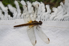 Erythrodiplax melanorubra