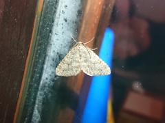 Colostygia multistrigaria