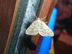 Colostygia multistrigaria