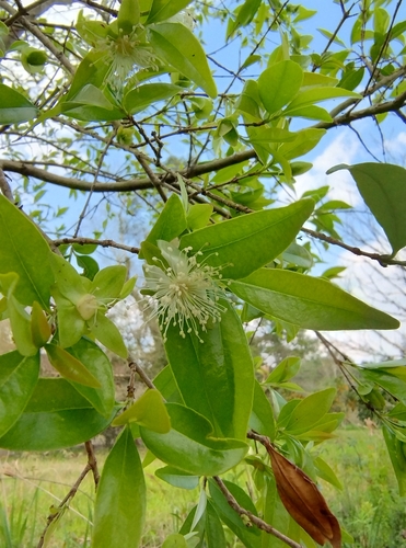 Eugenia involucrata (Eugenia involucrata)