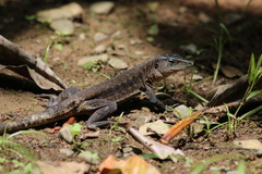 Delicate Ameiva