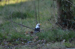 Turdus merula