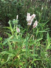 Persicaria madagascariensis