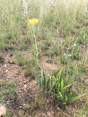 Helichrysum nudifolium nudifolium