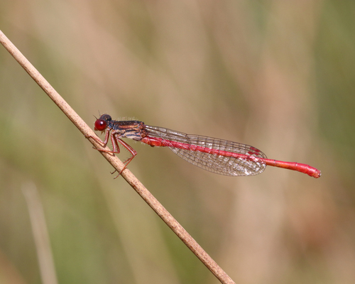 Small Red Damselfly
