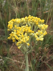Helichrysum nudifolium nudifolium