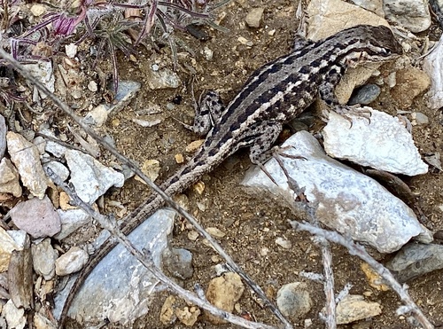 iNaturalist observation photo of Common Sagebrush Lizard