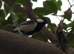 Parus minor commixtus