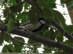 Parus minor commixtus
