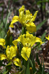 Iris mandshurica