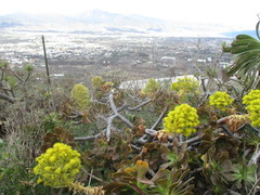 Aeonium arboreum subsp. holochrysum image