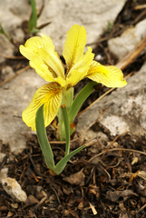 Iris mandshurica
