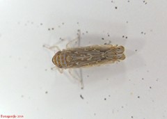 Paralimnus phragmitis