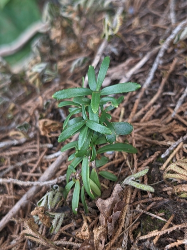 Image of Paxistima canbyi by (c) Alaina Krakowiak, some rights reserved (CC BY)