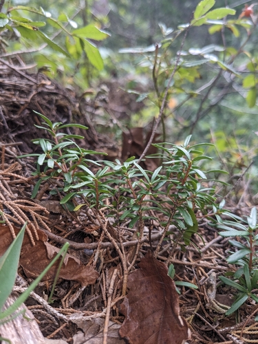 Image of Paxistima canbyi by (c) Alaina Krakowiak, some rights reserved (CC BY)