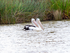 Pelecanus conspicillatus
