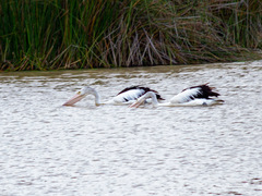 Pelecanus conspicillatus