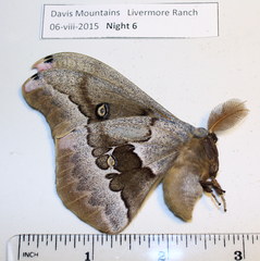Antheraea oculea