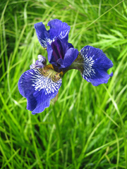 Iris sanguinea