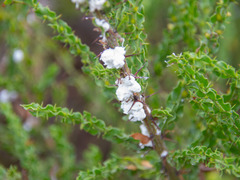 Acacia paradoxa